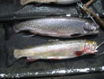 A fat brookie and a cutthroat.