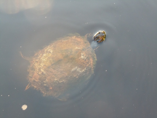 Voracious turtles are used to being fed by boaters.  We had 8-10 surrounding the boat after we tied up! Osprey Marina, SC.  30 miles north of Georgetown.