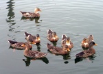 The Duck Family at Warrenton Dock