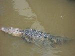 Kiersten found a gator on the waterfront