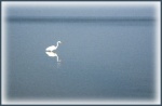 Great Egret (with effects)