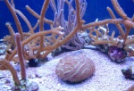 Brain coral