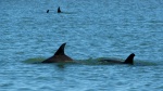 dolphins by the boat