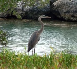 Heron at Bahia Honda