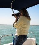 Photographing dolphins