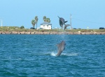 More dolphins playing
