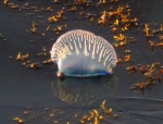 Portuguese Man o\' War