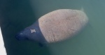 Manatee, up close and personal