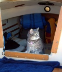 Molly the catboat cat onboard