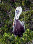 Pelican in the mangroves