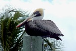 Pelican on a piling