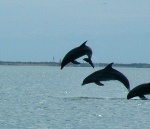 Dolphins playing