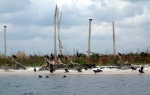 Vultures along the Okeechobee Waterway