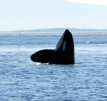 Our own whale photos...