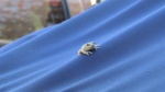 This tree frog is always hanging around the boat