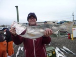 My son Robert with one of ten stripers we kept. Rainy drizzly morning back to the dock by noon. These fish will be around till Christmas or until the water temps hit the low forties or the bait leaves. Mostly sand eels some herring and bunker mixed in. Look for birds diving run and gun type fishing.