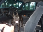 P1030355 On the Island of Ockracoke N.C. this French Bulldog just hopped in my truck he was an absolute stranger. Cute 