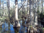 Cypress Swamp