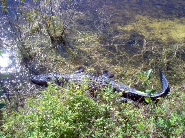 Alligator