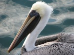 Brown Pelican