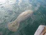 Manatee