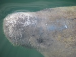 manatee, a face only a mother could love.