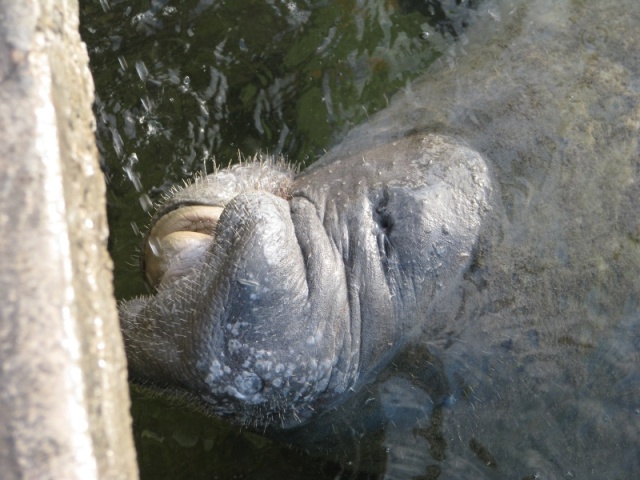 Manatee, drinking fresh water.