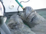 Manatee, drinking from the hose.