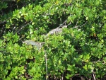 Iguanas in the mangroves.