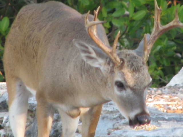 Keys Deer