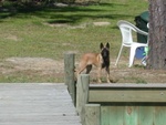 Zoe standing guard at the head of the pier.  A beautiful 16 week old pup, looks like a fox!