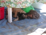 Zoe and Grace(OTTER) crash under the table!