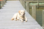 (Otter-BelleHavenMarina) Piper enjoying the pier at Cod Creek