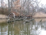 Wreck on Corsica River, exposed at low tide.