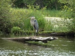 Blue heron on Rideau Canal