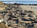 California Elephant seals near San Simeon CA.