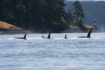 orcas in active pass
