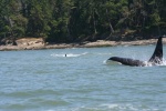 spring gulf islands 2009 183