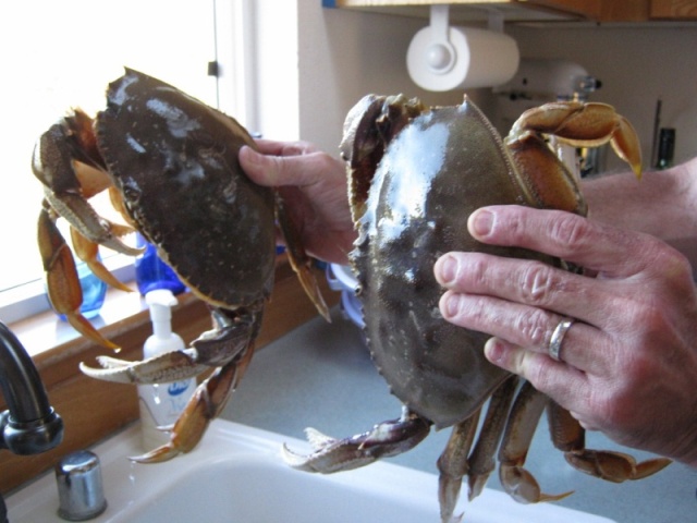 First dungeness crabs on 'Au Kai.  