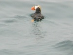 puffins 