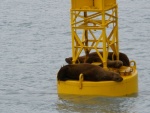 Sea Lions relaxing