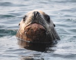 pissed sealion-jpg.jpg