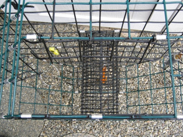 Notice how the trap gate opens flat against the bottom.  A smooth transition for the crab to enter.