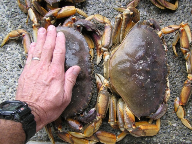 Crabbing 2010