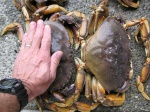 Crabbing 2010