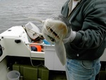 The face of a happy sturgeon. He\'s to short and headed back in.