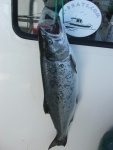 7 lb Coho-Edmonds-Sep 2009