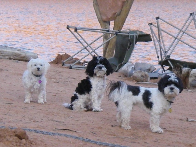 The dogs of Escalante Arm