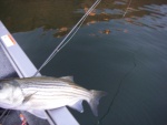 Only picture that I took of stipers caught on a fly. Hard to land one without a net, take a picture, then release. Great fun with a 6 weight.