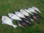 (catdogcat) A good days fishing.  Lots of good eating chickens.